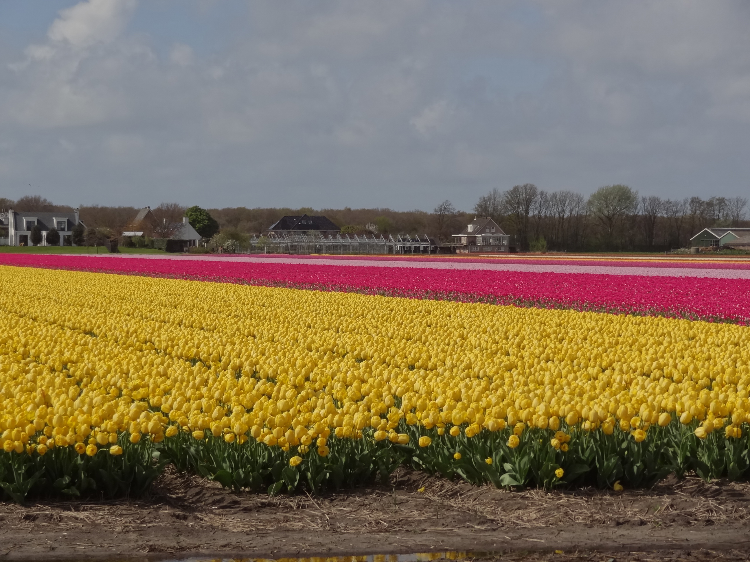 Les champs de tulipes à Lisse
